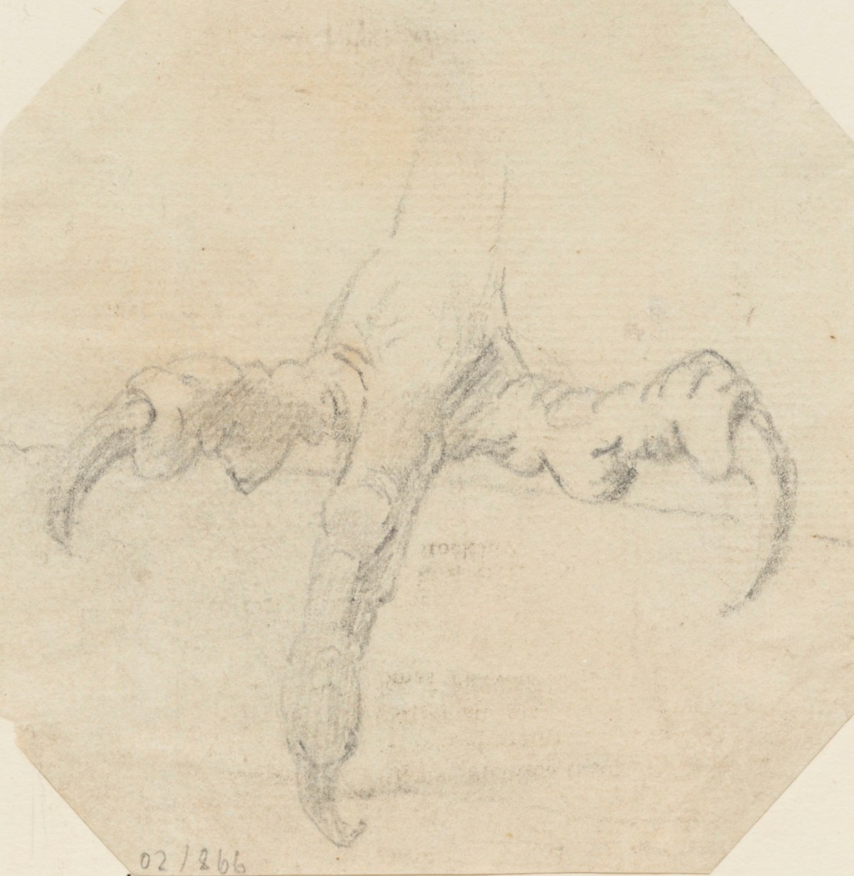 Philip Reinagle RA, A bird's claw