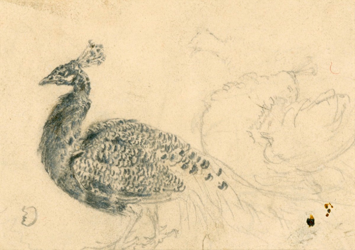 Sir Edwin Landseer RA, Two peacocks in profile