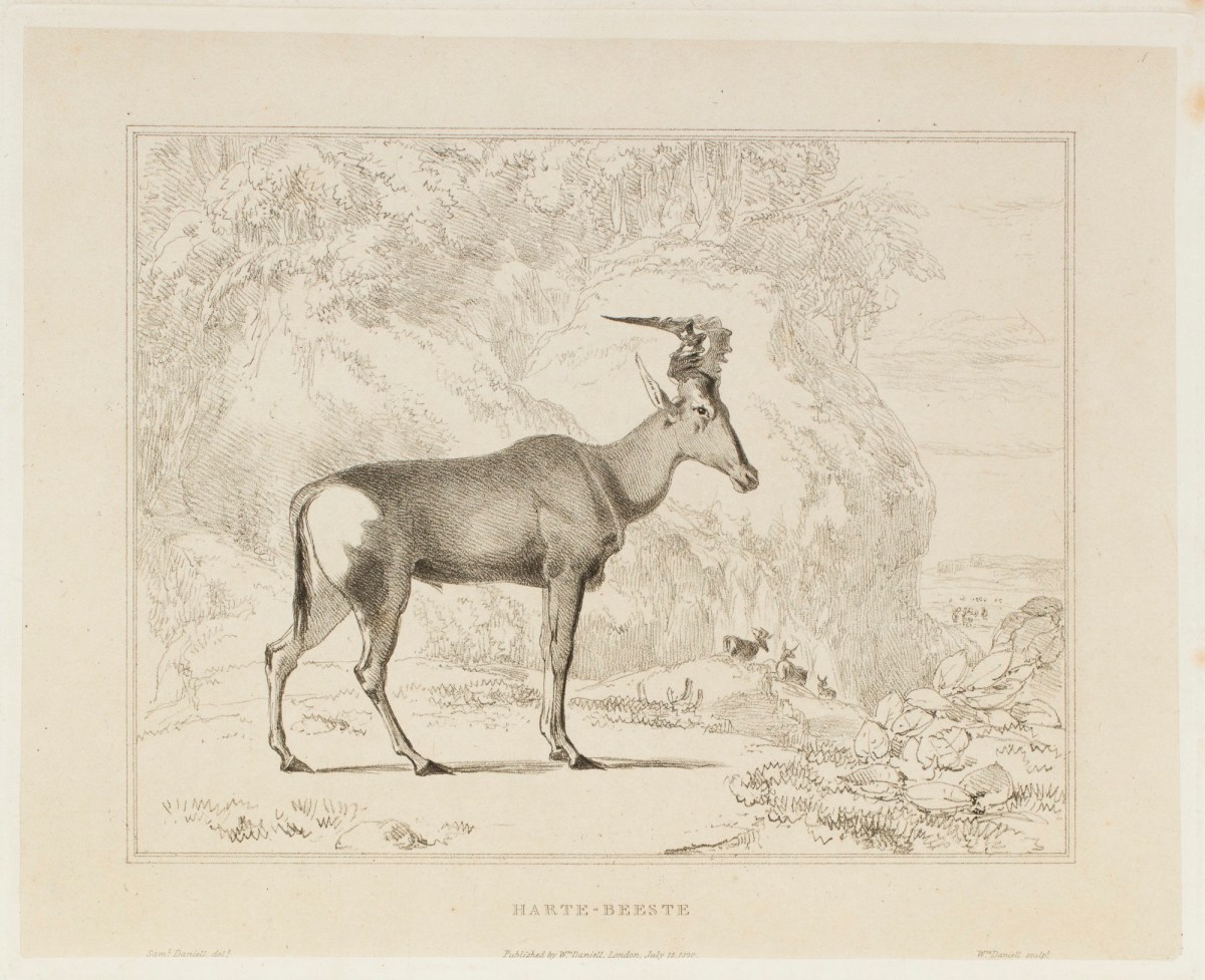 Samuel Daniell, The harte-beeste