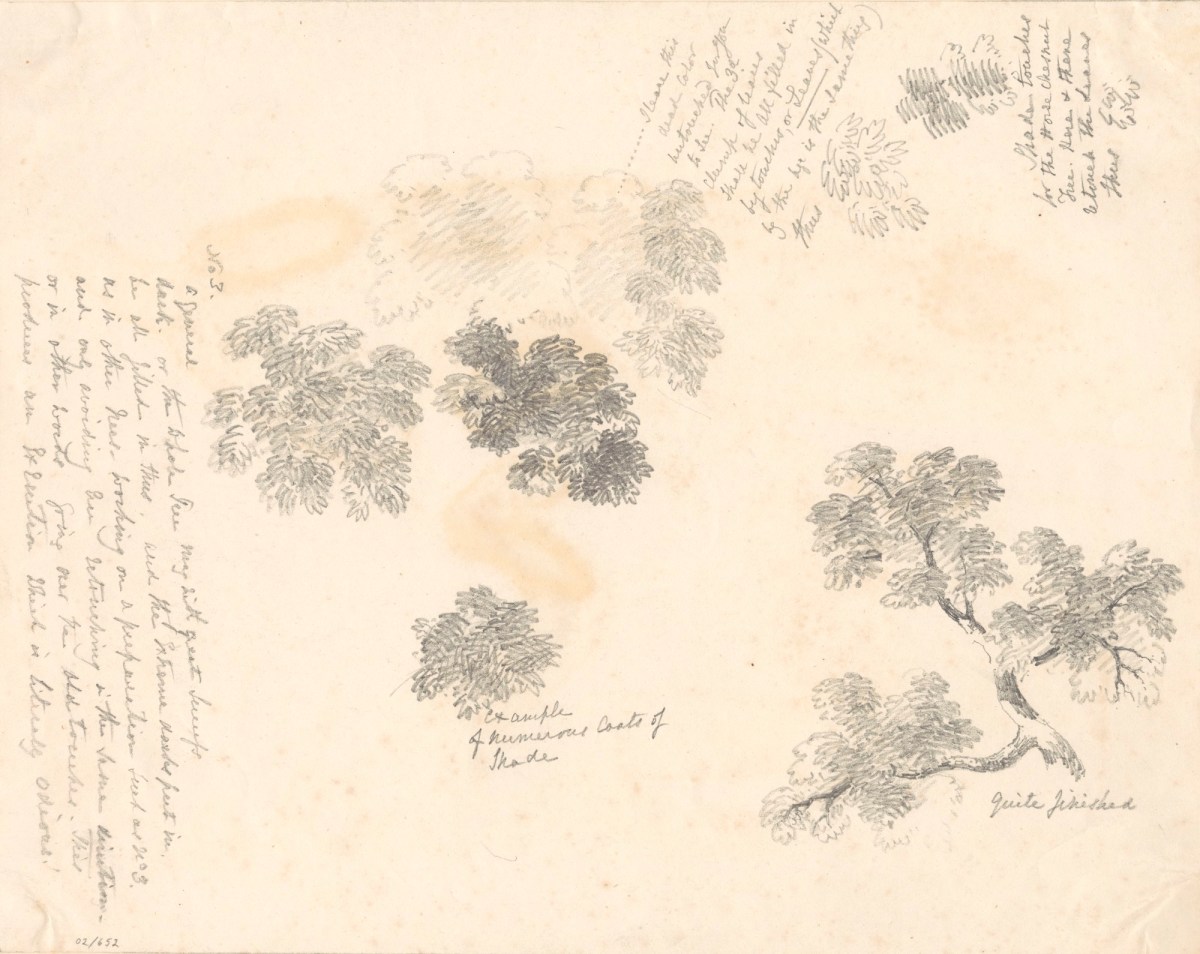 Oriana Georgiana Reinagle, Studies of foliage