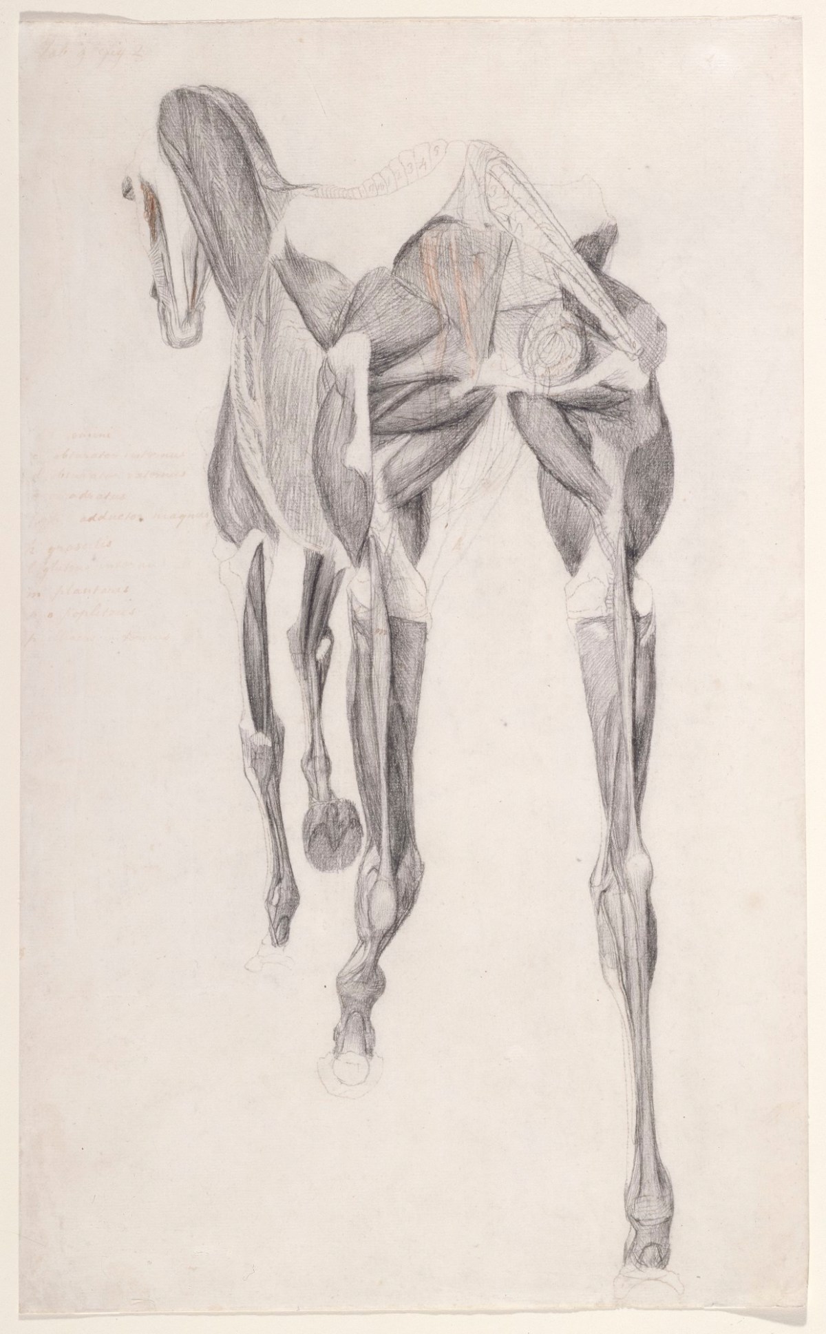 George Stubbs ARA, Working drawing for 'The Fourteenth Anatomical Table of the Muscles ... of the Horse'