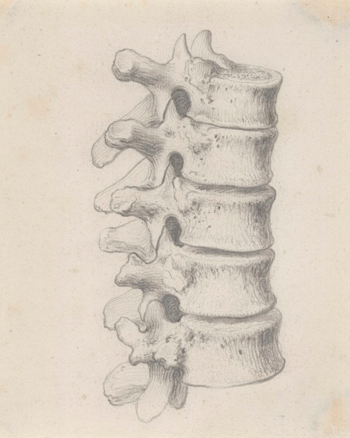 Spinal cord  Vertebrae art Spine drawing Anatomy art