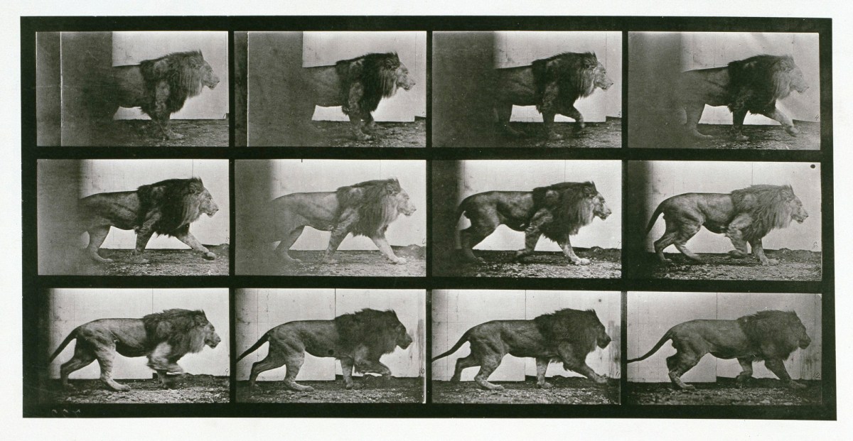 Eadweard Muybridge, Lion; walking