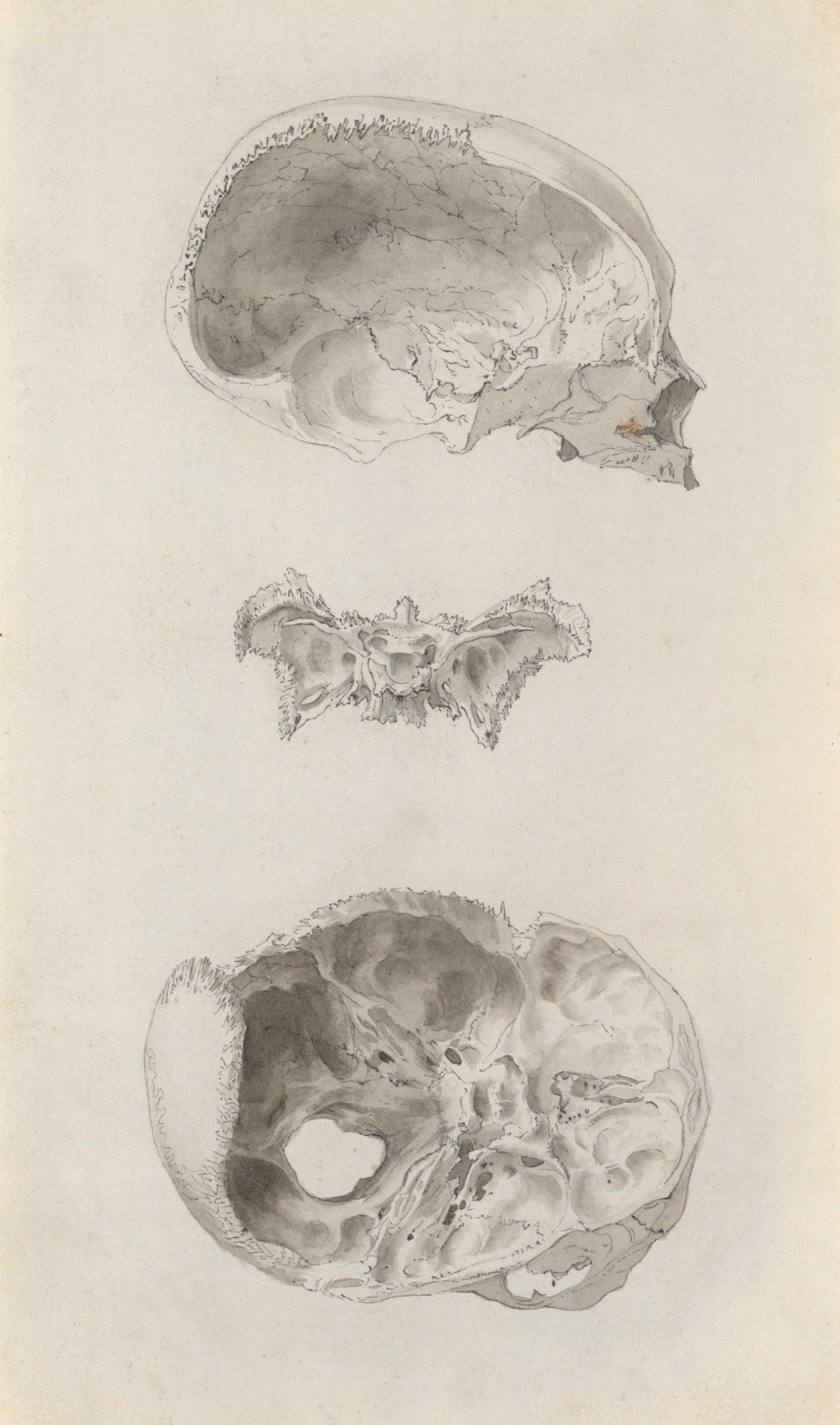 Jacob Schijnvoet, Parts of the skull, relating to Cheselden's Osteographia