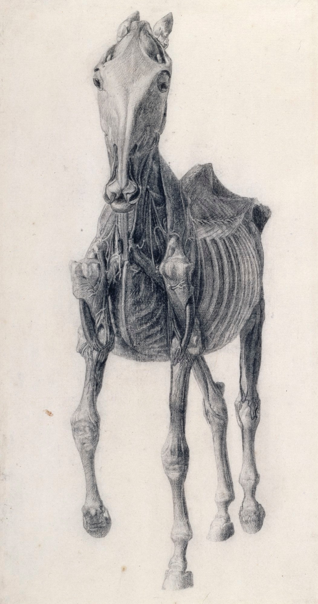 George Stubbs ARA, Finished study for 'The Ninth Anatomical Table of the Muscles ... of the Horse'