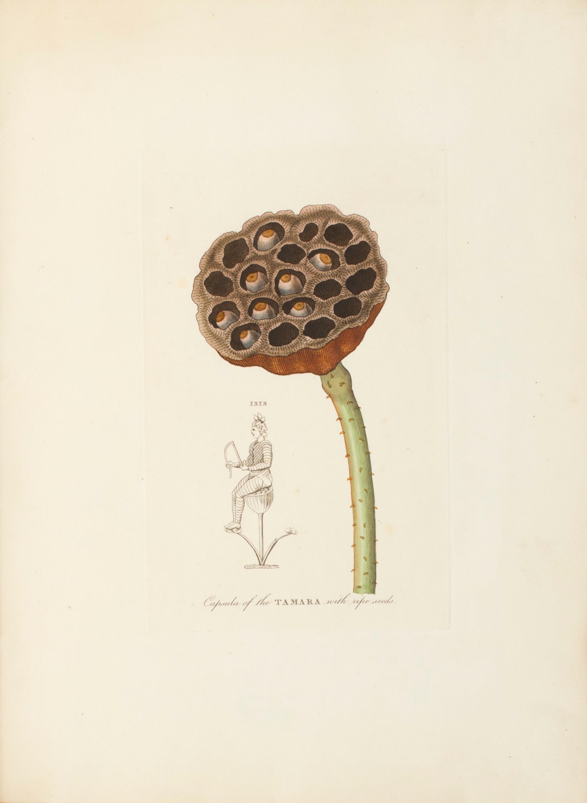 Richard Duppa, Capsula of the Tamara with ripe seeds.