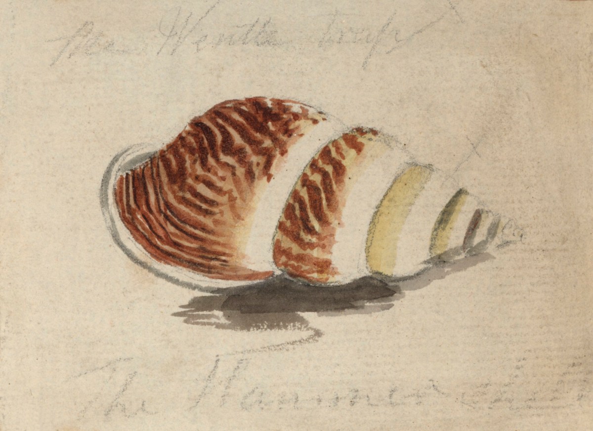 Philip Reinagle RA, A shell with brown and yellow stripes ( Placostylus species)