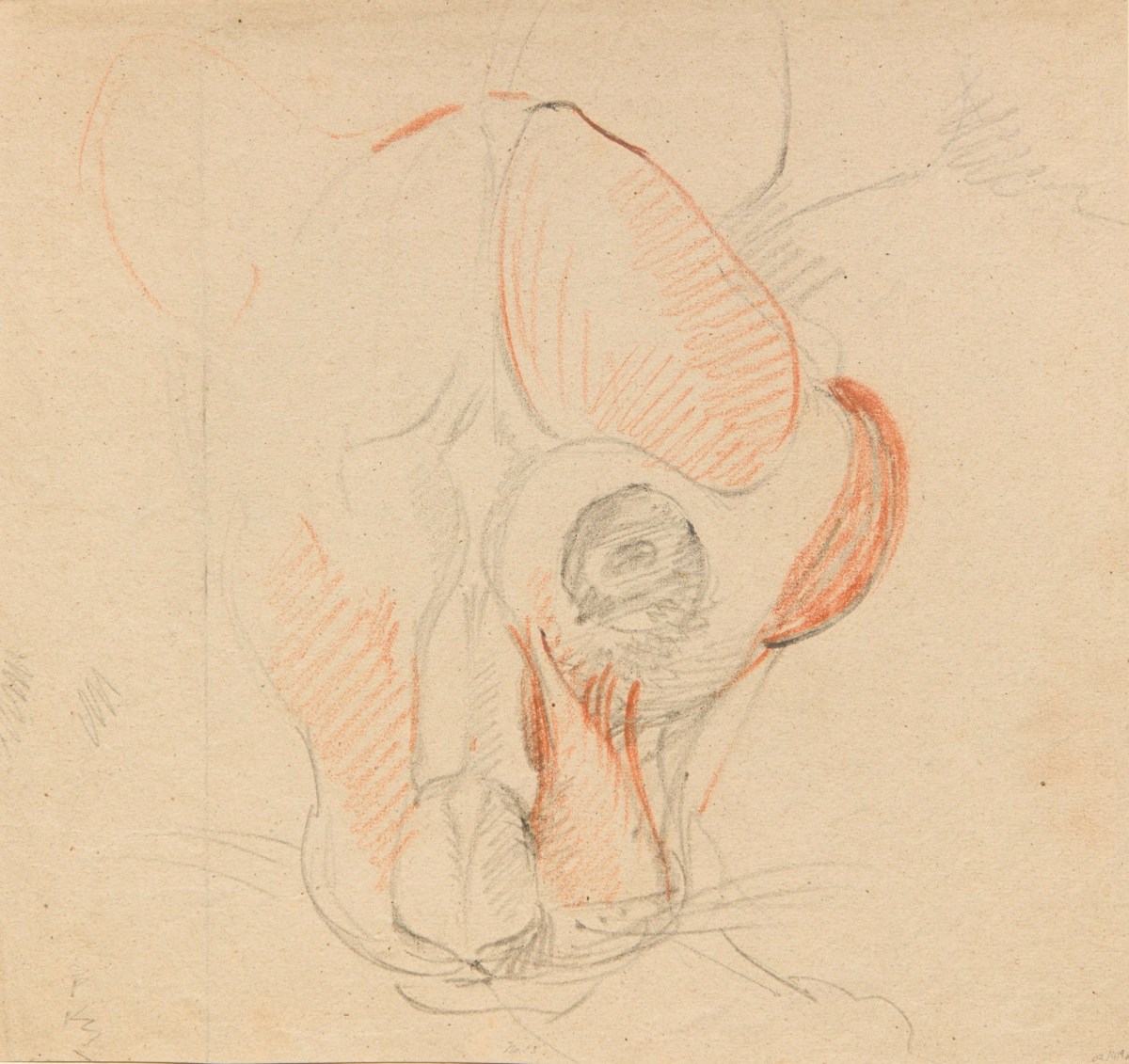 , Anatomical drawing of the head of a lion