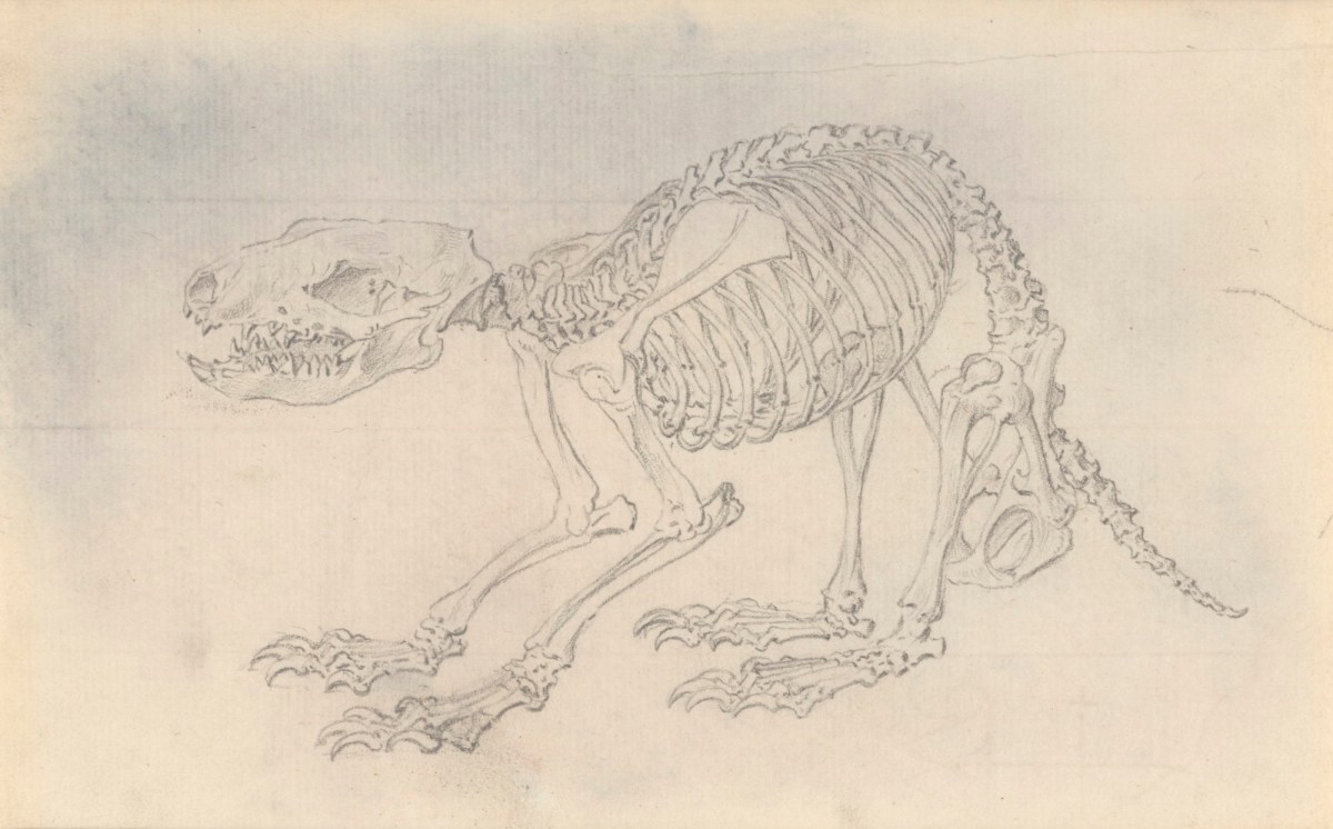 Jacob Schijnvoet, Skeleton of a hedgehog, for Cheselden's Osteographia