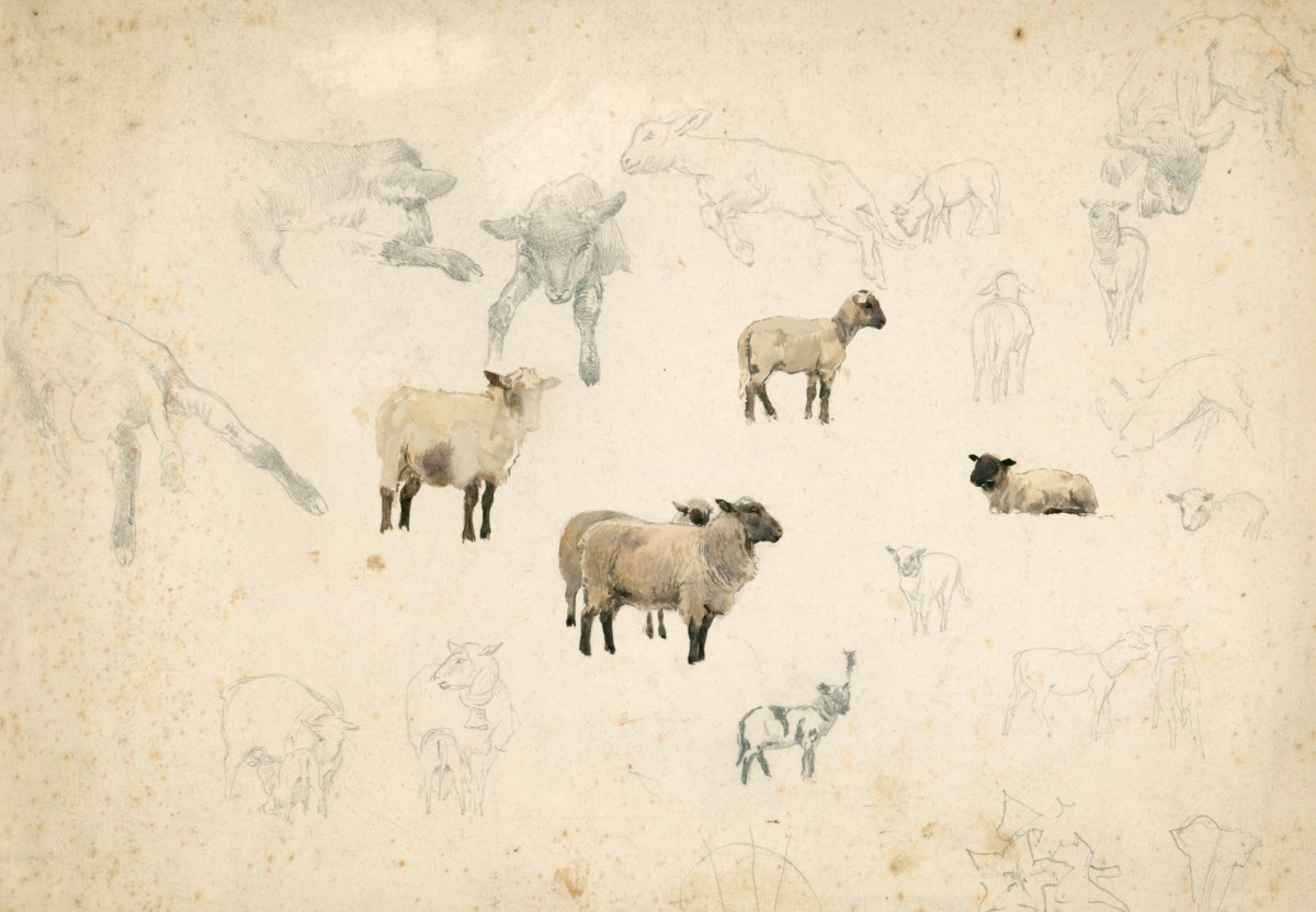 Alfred Parsons RA, Sketches of sheep and calves