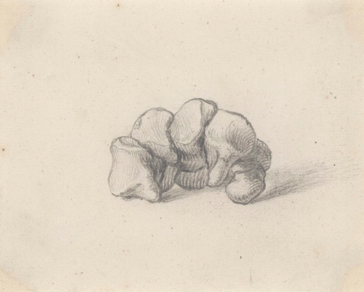 Gerard van der Gucht, The carpal bones, for Cheselden's Osteographia