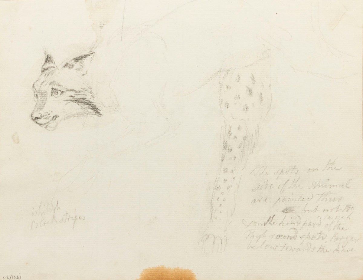 Philip Reinagle RA, Lynx