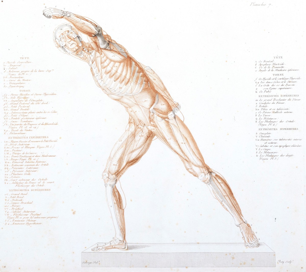 Jean-Galbert Salvage, The Borghese Gladiator anatomised: view of left side