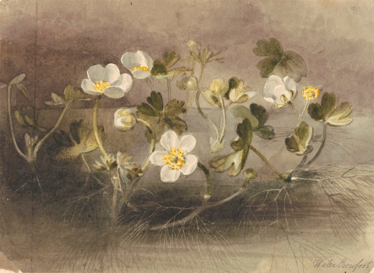 Thomas Baxter, Water Crowfoot