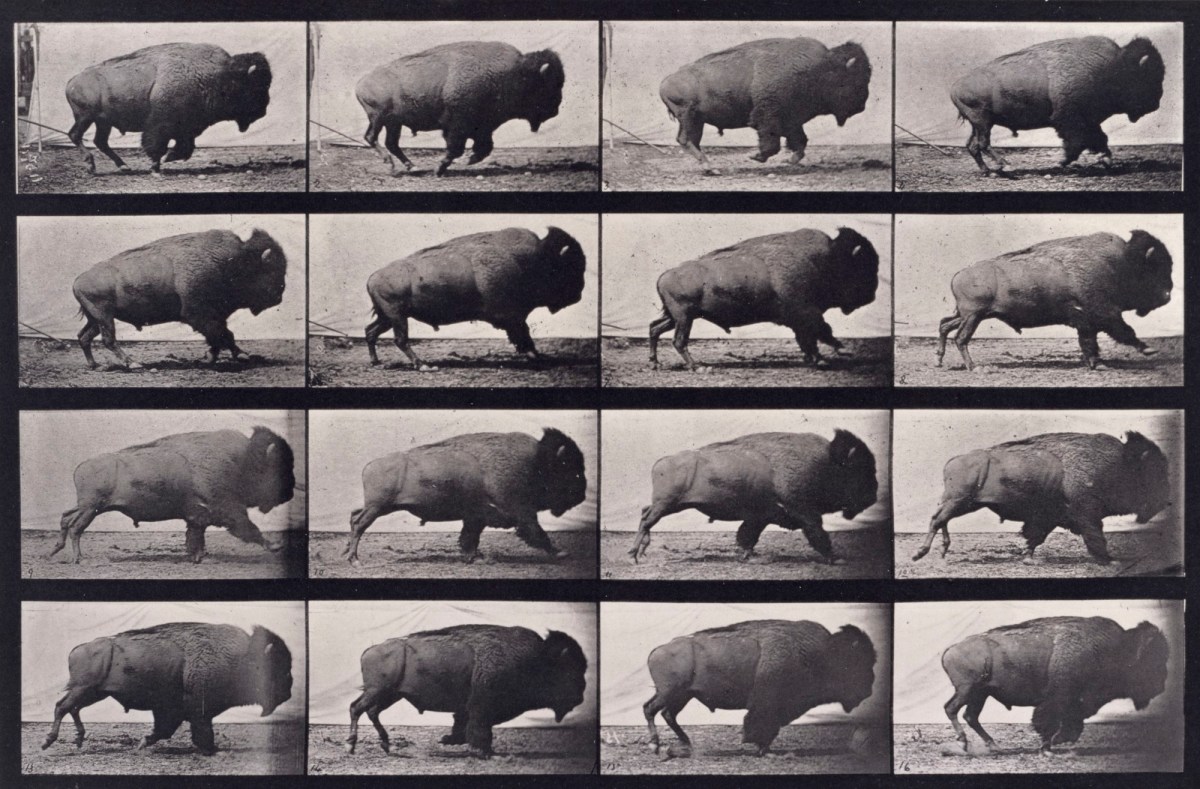 Eadweard Muybridge, Buffalo; galloping