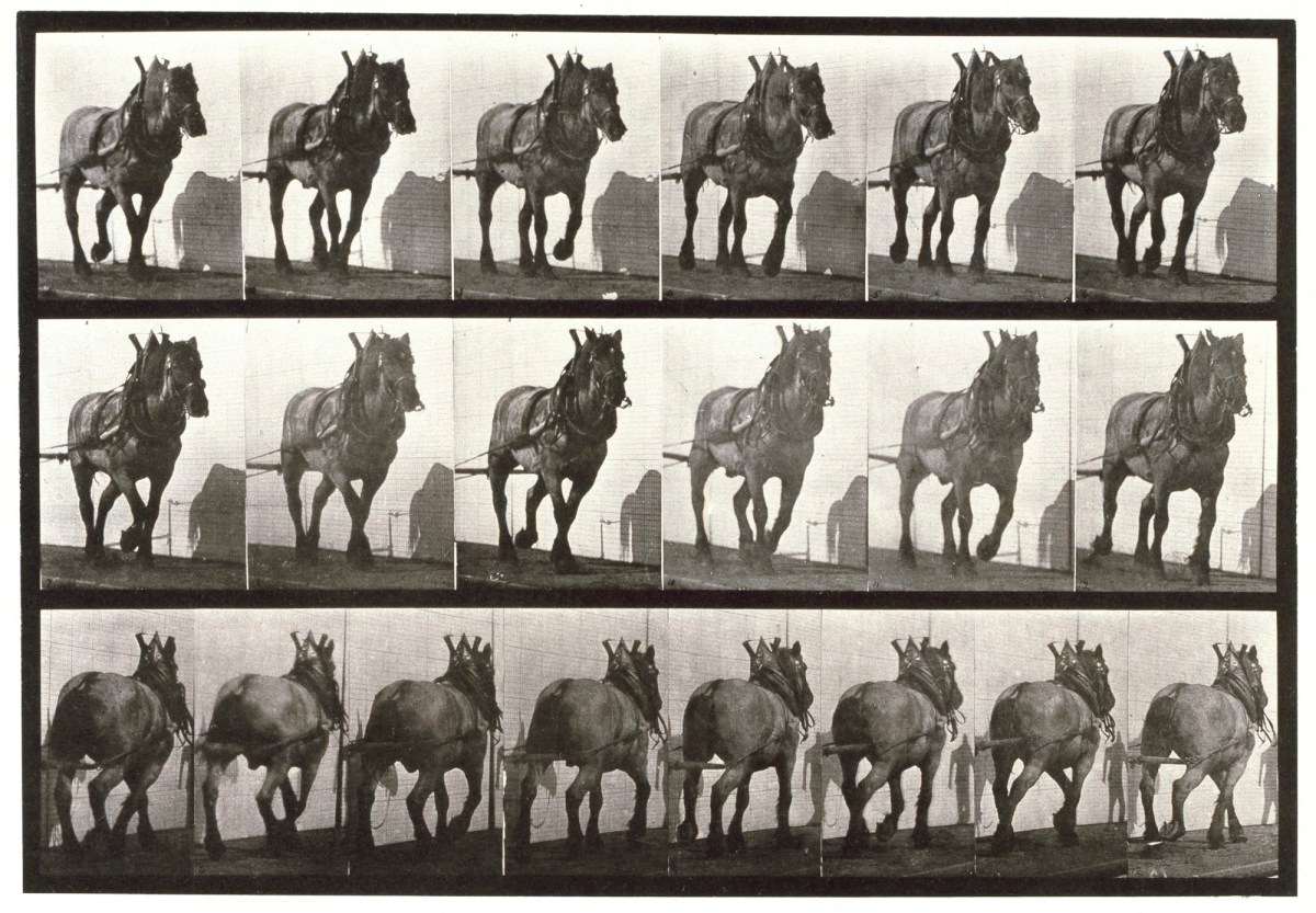Eadweard Muybridge, Hauling; dark-gray Belgian horse Dusel