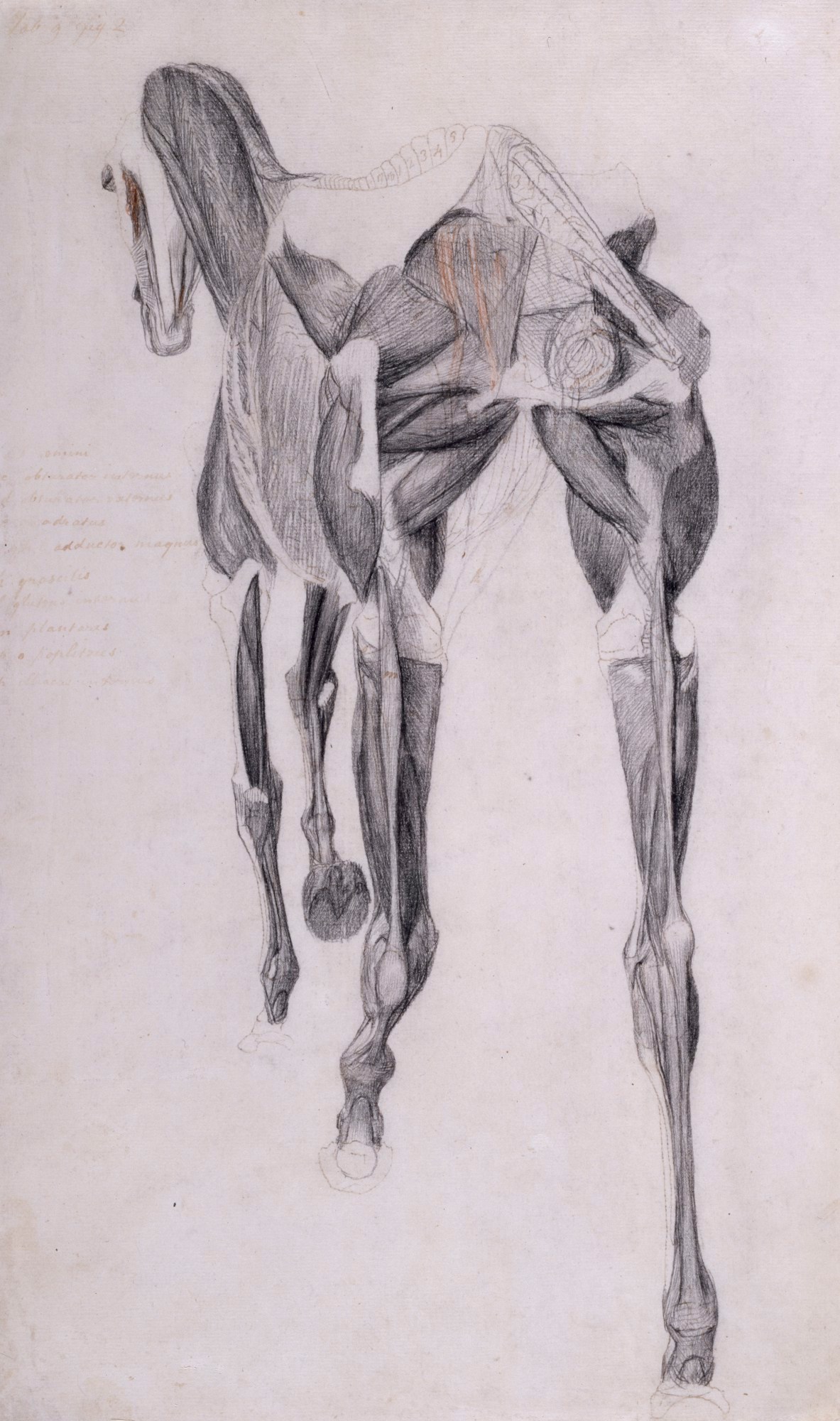 George Stubbs ARA, Working drawing for 'The Fourteenth Anatomical Table of the Muscles ... of the Horse'