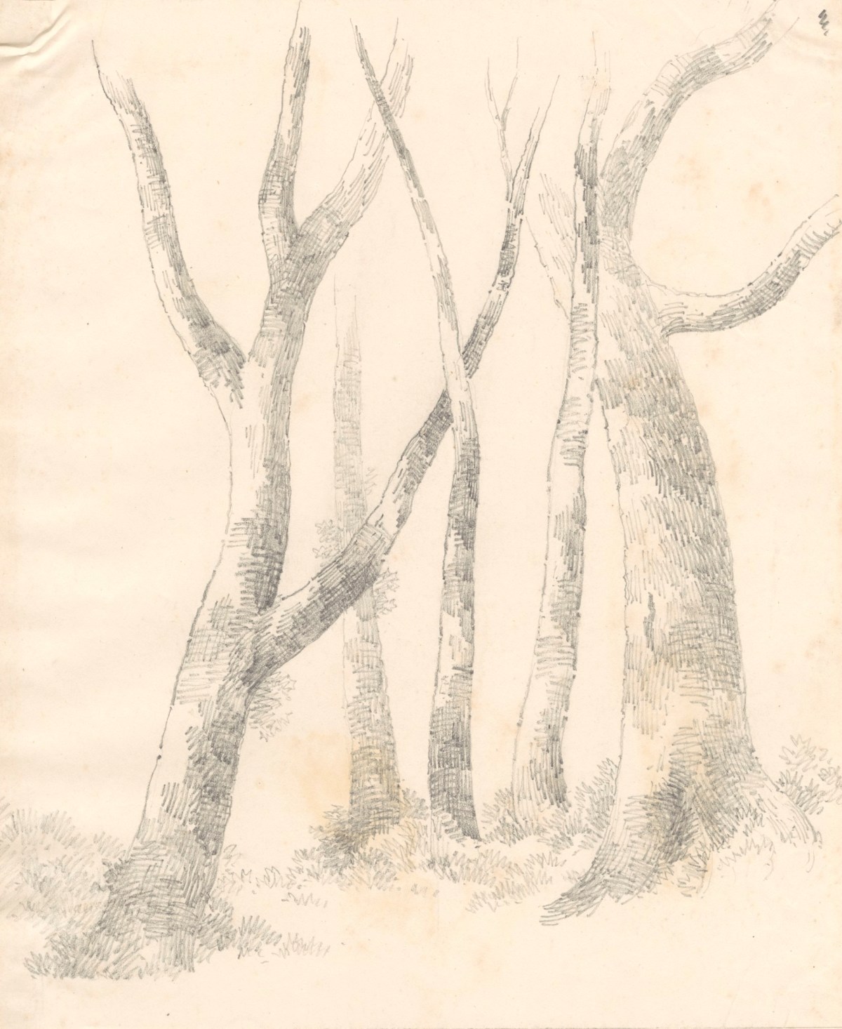PROJECT: DRAWING TREES Exercise: Sketching an Individual Tree |  jacquelineyeomans