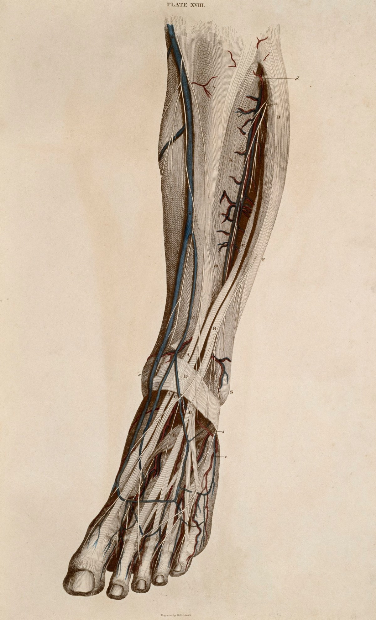 William Home Lizars, Blood vessels and nerves of the leg and foot