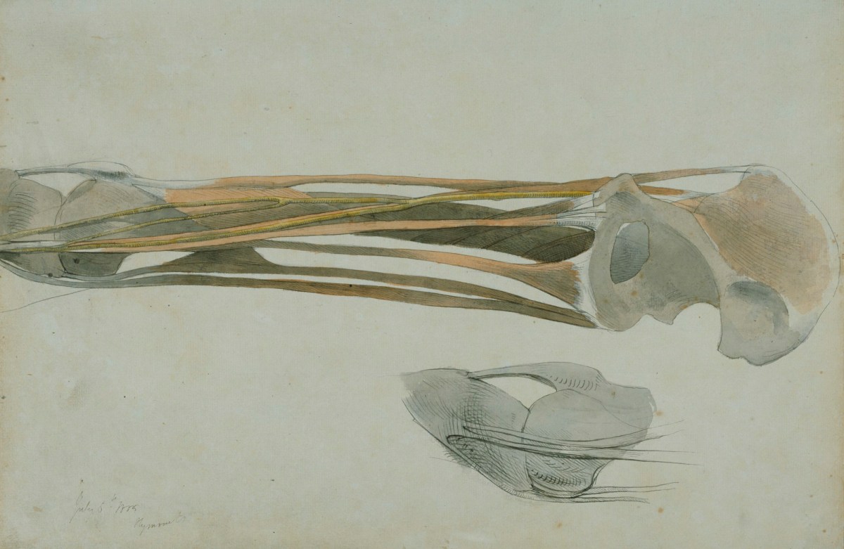 Benjamin Robert Haydon, Two anatomical drawings of the leg