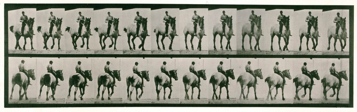 Eadweard Muybridge, Trotting, bareback; dark-gray Belgian horse Dusel