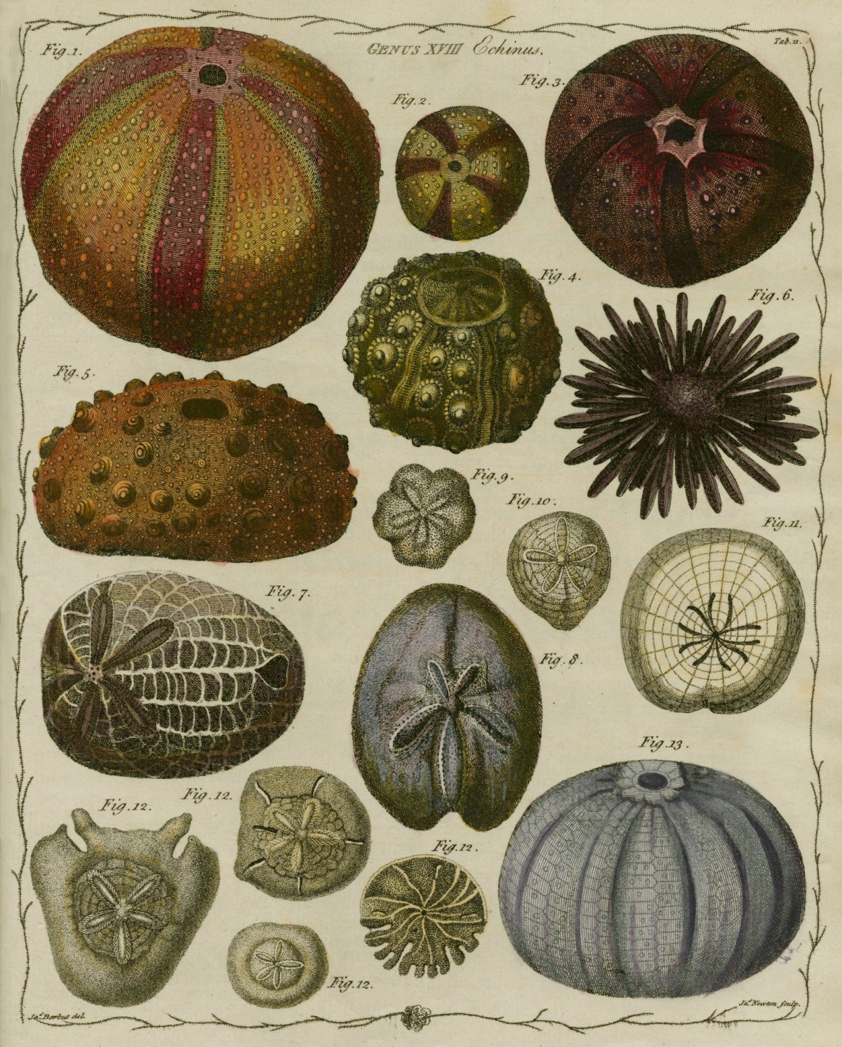 James Barbut, 'Echinus'
