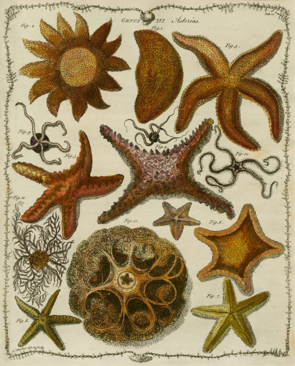 James Barbut, 'Asterias'