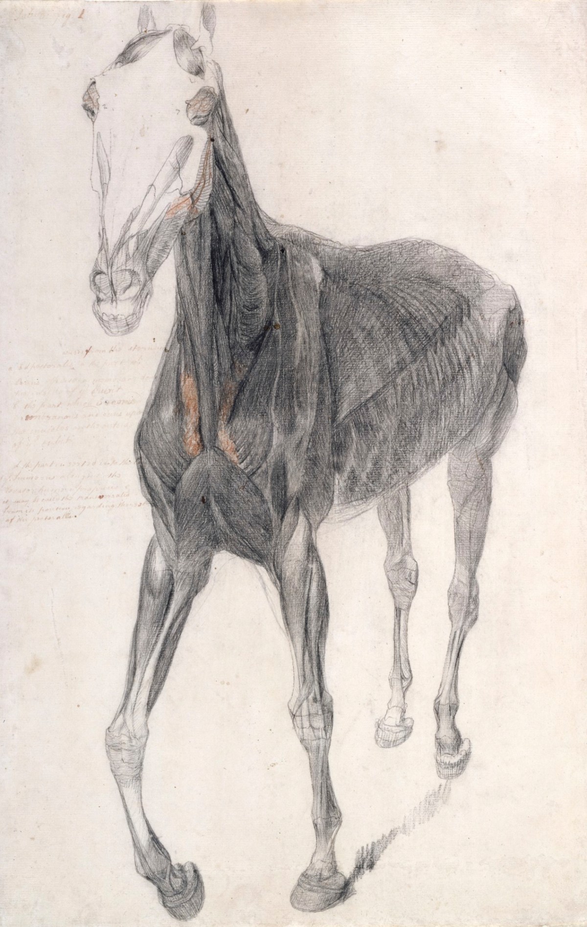 George Stubbs ARA, Working drawing for 'The Eighth Anatomical Table of the Muscles ... of the Horse'