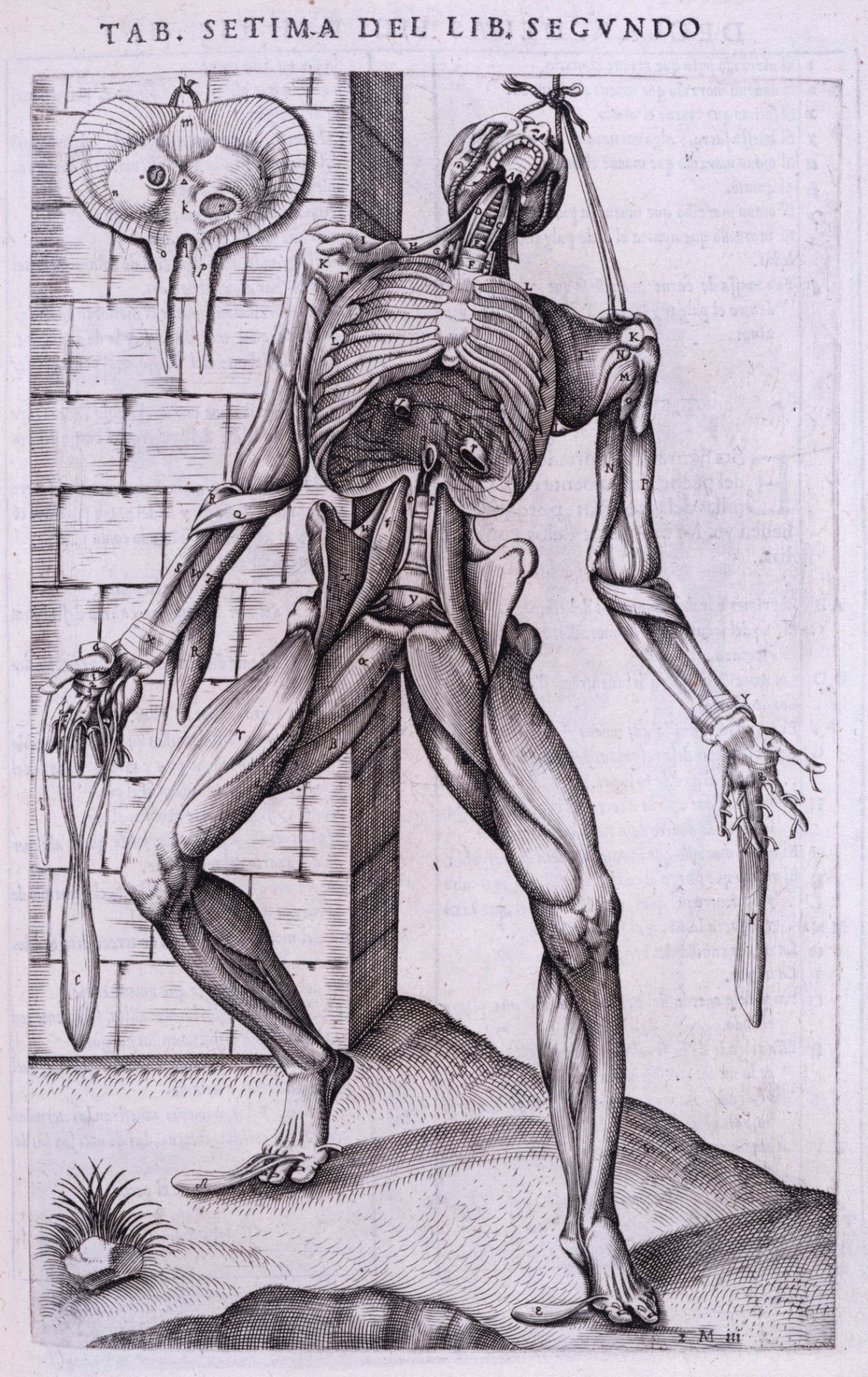 Gaspar Becerra, Anterior view of dissected muscle man, suspended