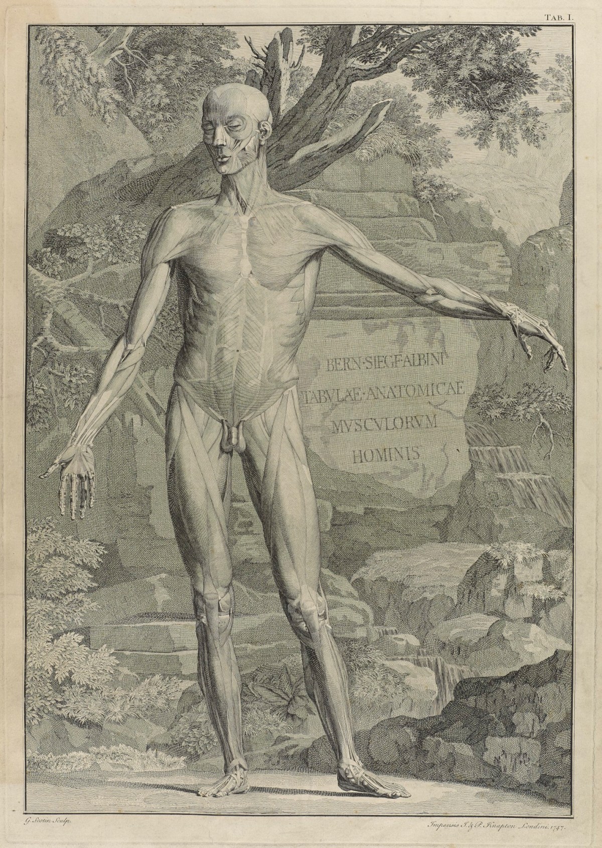 John Knapton and Paul Knapton, Plate 1: External muscles of a body (front)