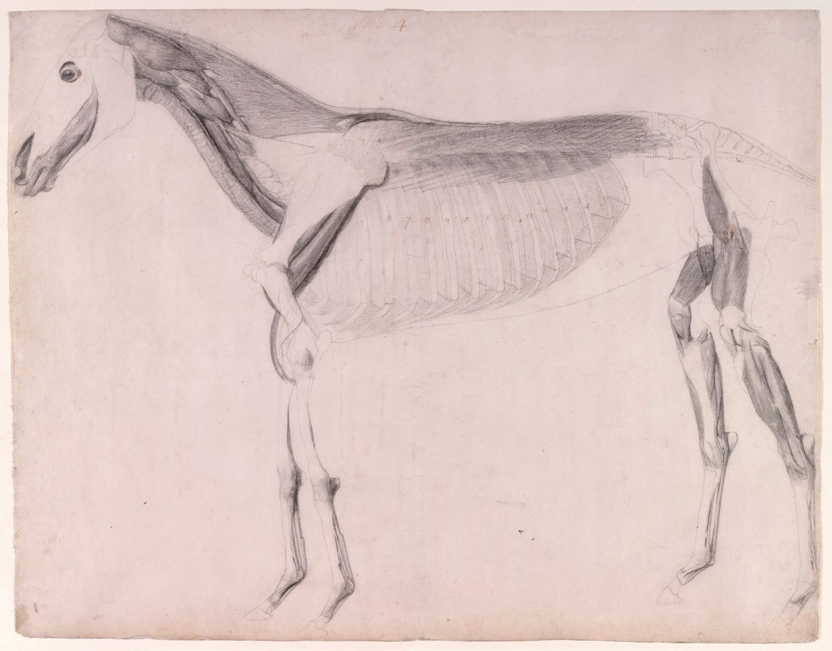 George Stubbs ARA, Working drawing for 'The Fourth Anatomical Table of the Muscles ... of the Horse'