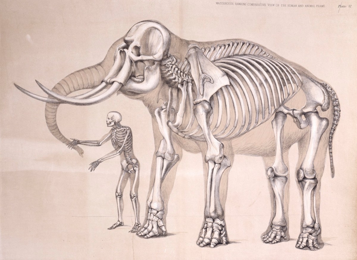 B. Waterhouse Hawkins, Man, and the Elephant.