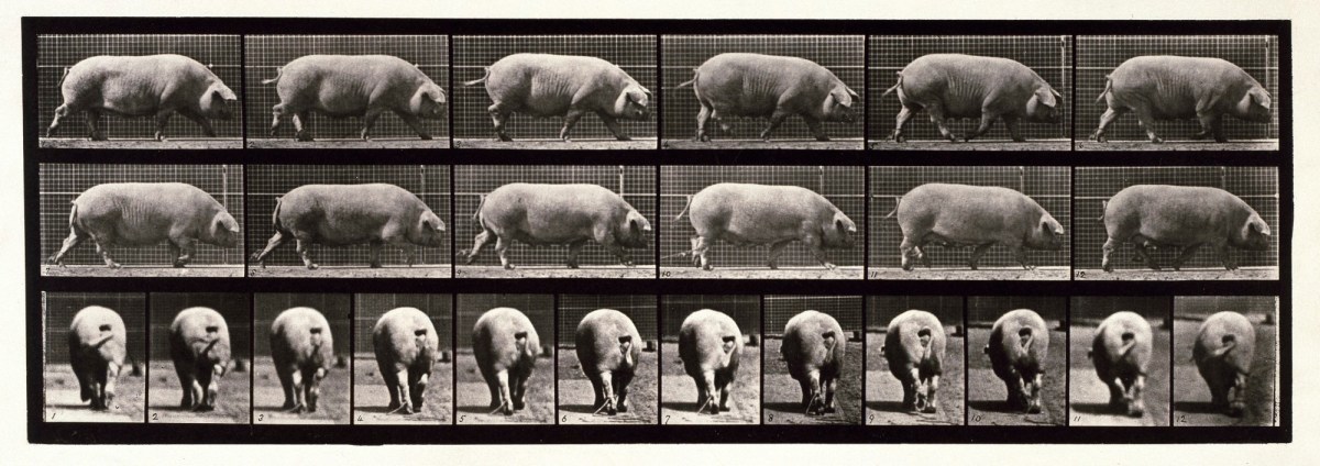 Eadweard Muybridge, Sow; walking