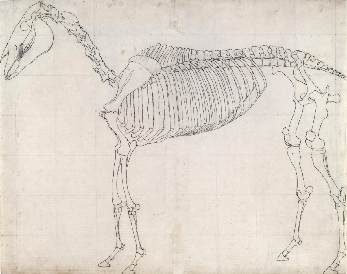 George Stubbs ARA, Outline drawing possibly for 'The First Anatomical Table of the Skeleton of the Horse'