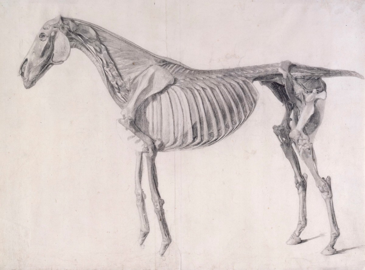 George Stubbs ARA, Finished study for 'The Fifth Anatomical Table of the Muscles ... of the Horse'