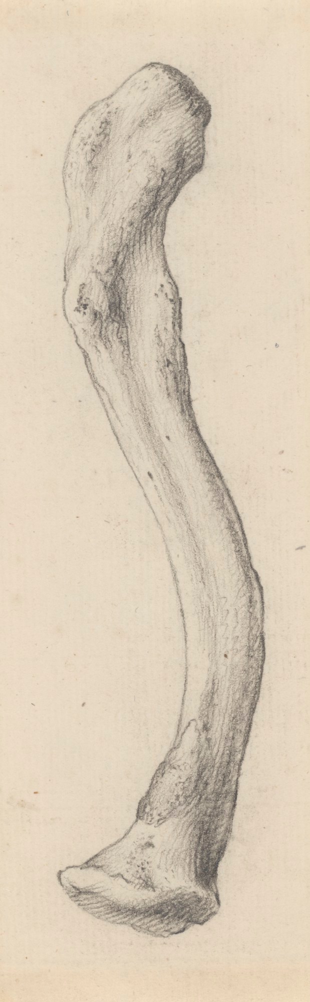 Gerard van der Gucht, The under surface of the clavicle, for Cheselden's Osteographia