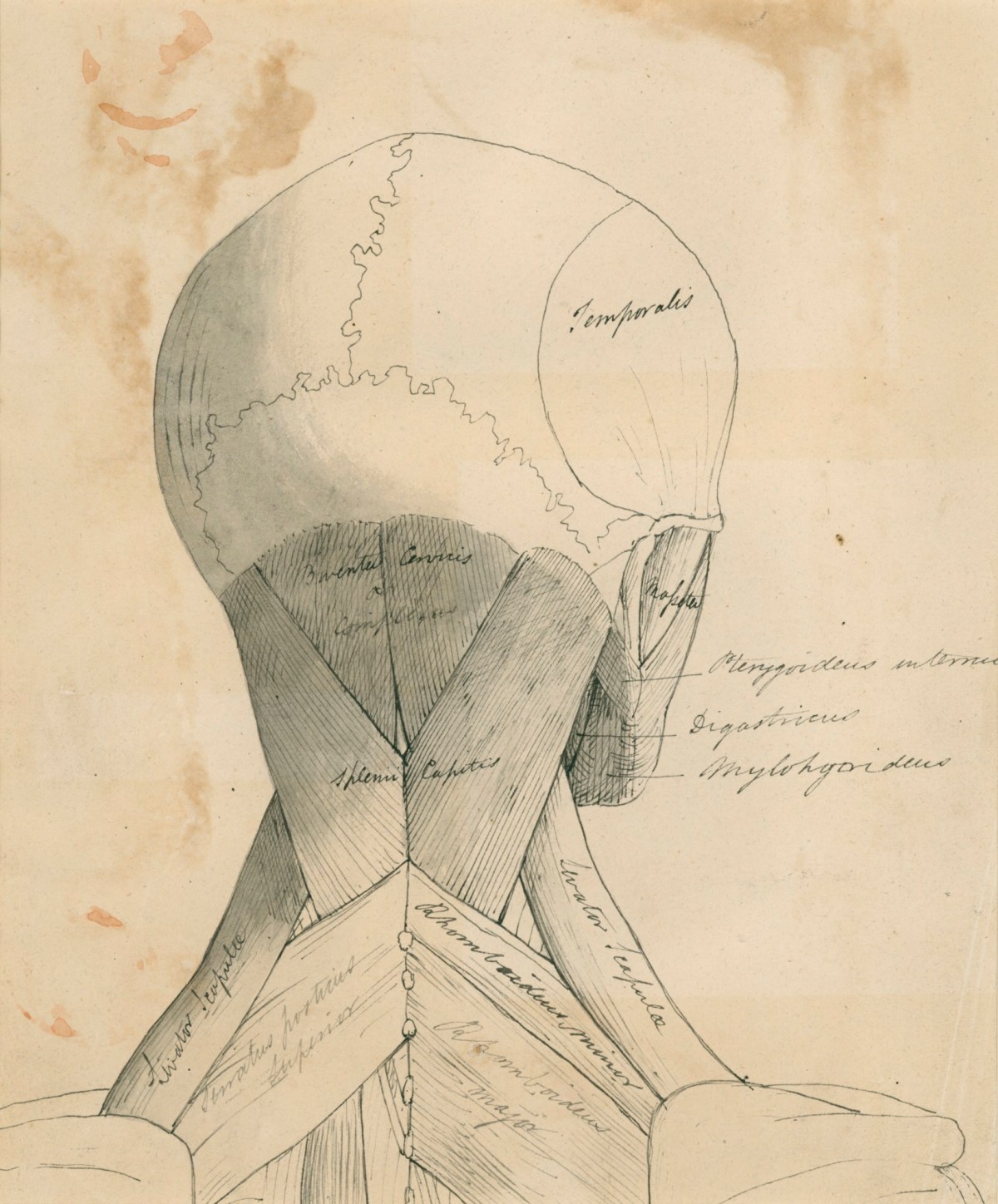 Learn Human Head Anatomy Drawing Online | CG Spectrum Workshop