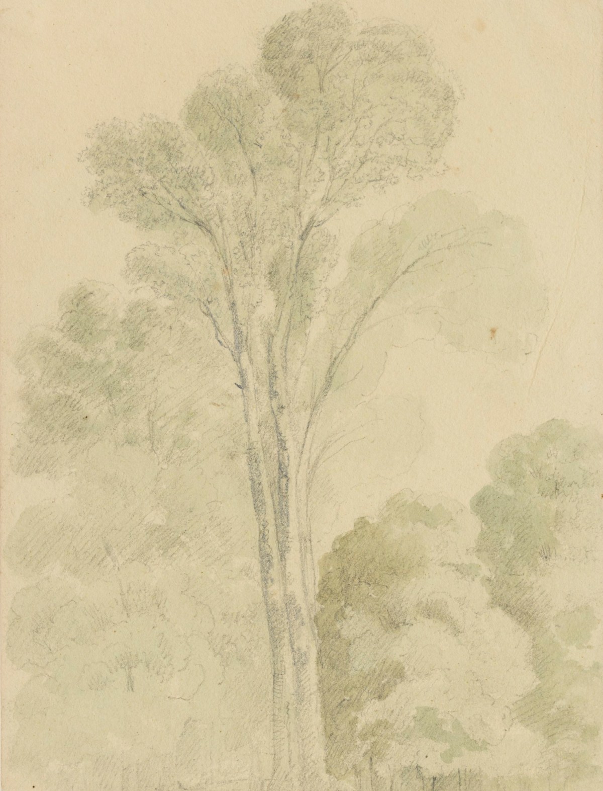 Philip Reinagle RA, Drawing of a tree