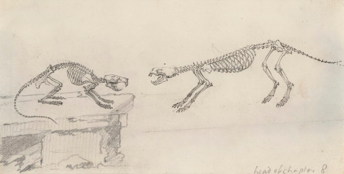 Jacob Schijnvoet, Skeletons of a rat and a weasel confronting each other, for Cheselden's Osteographia