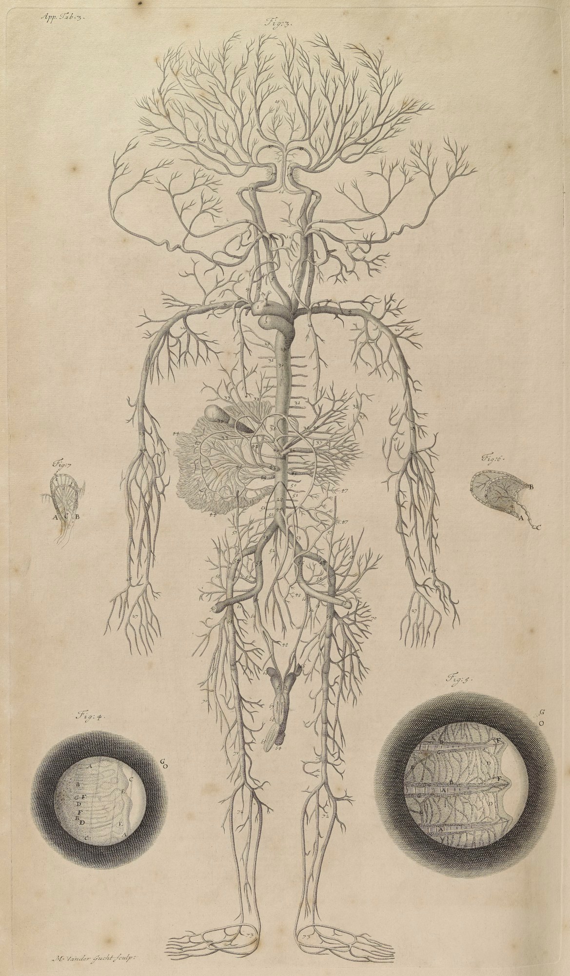 Samuel Smith and Benjamin Walford, Appendix Plate 3: System of arteries of a fetus