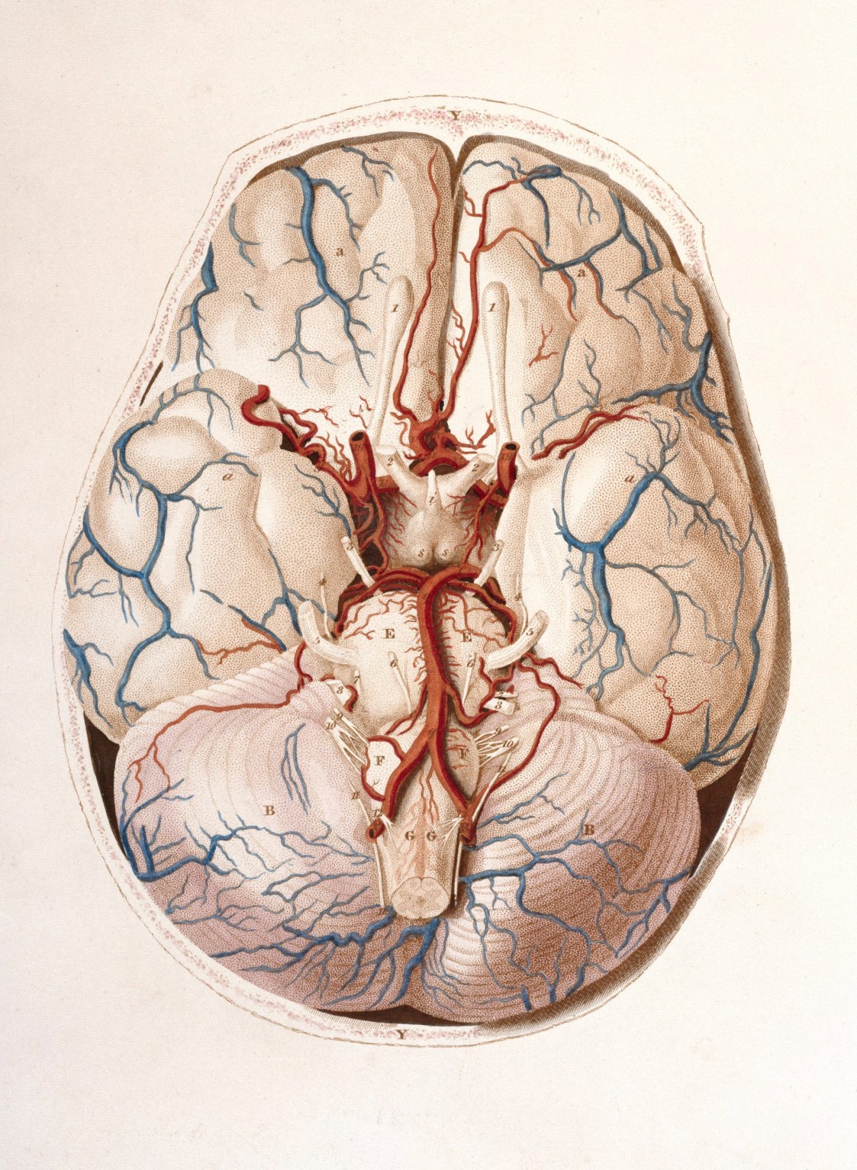 William Home Lizars, View of the Basis of the Brain