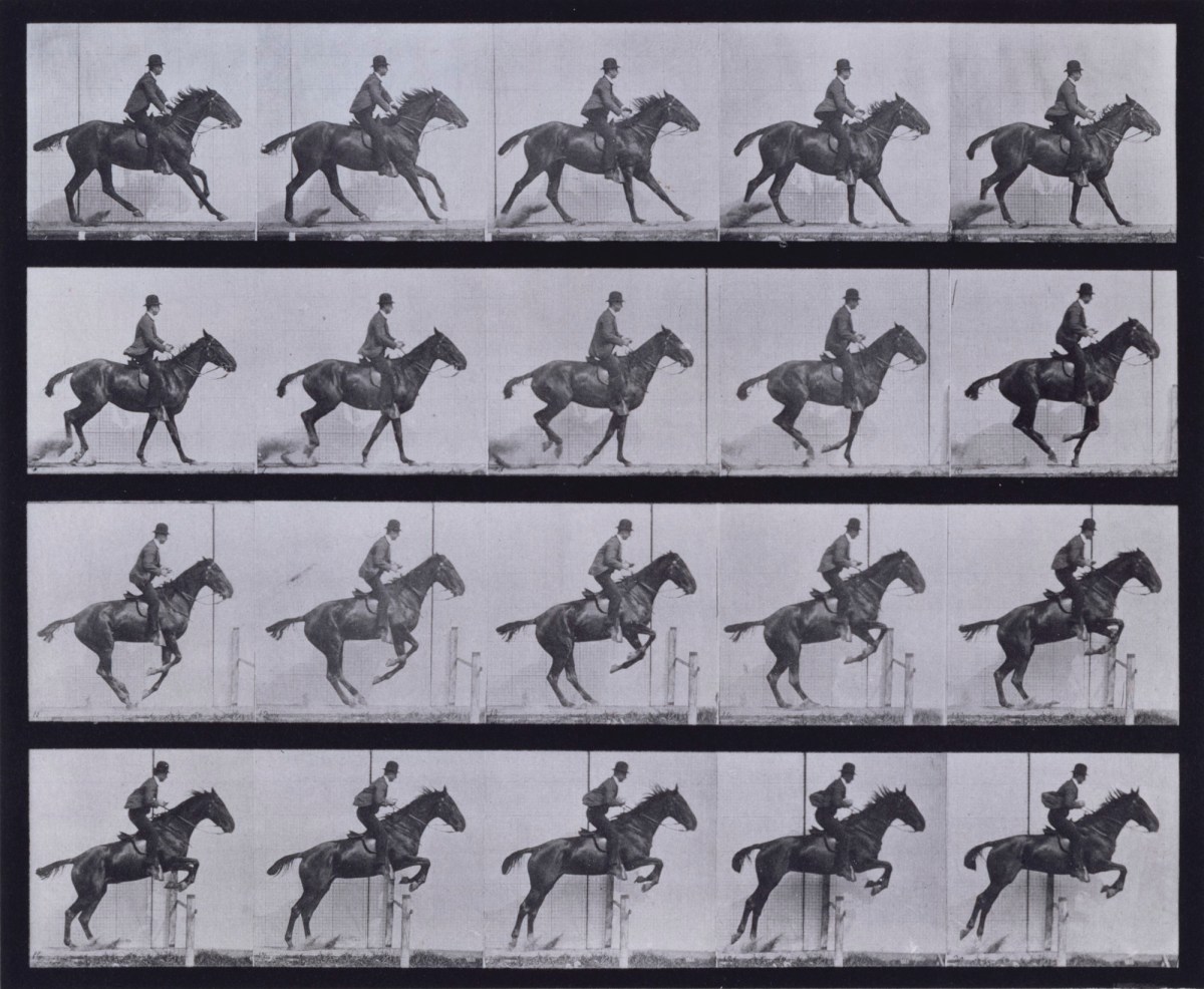 Eadweard Muybridge, Jumping a hurdle; saddle; preparing for the leap; bay horse Daisy.