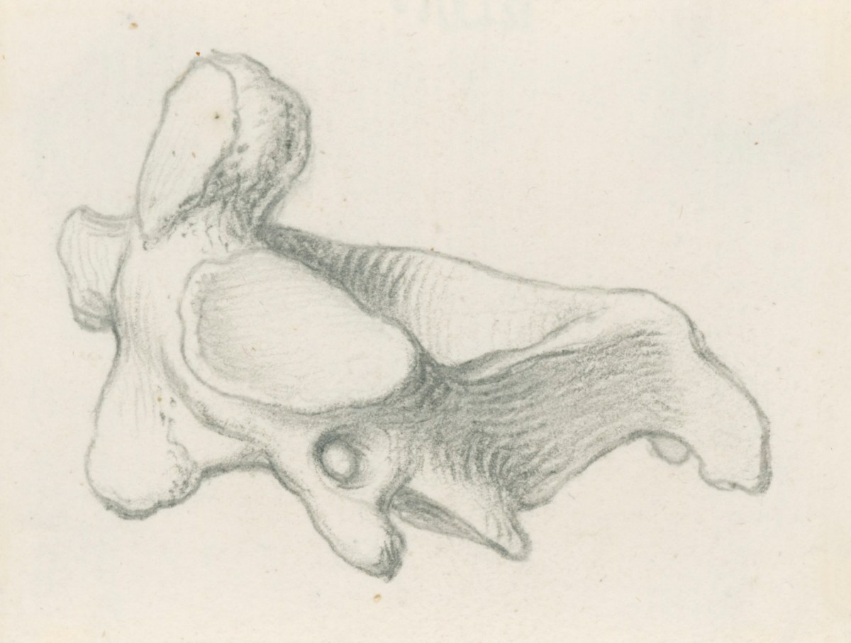 Jacob Schijnvoet, The second vertebra, for Cheselden's Osteographia