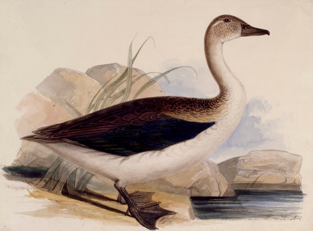 John Halphead Smith, A waterfowl in profile