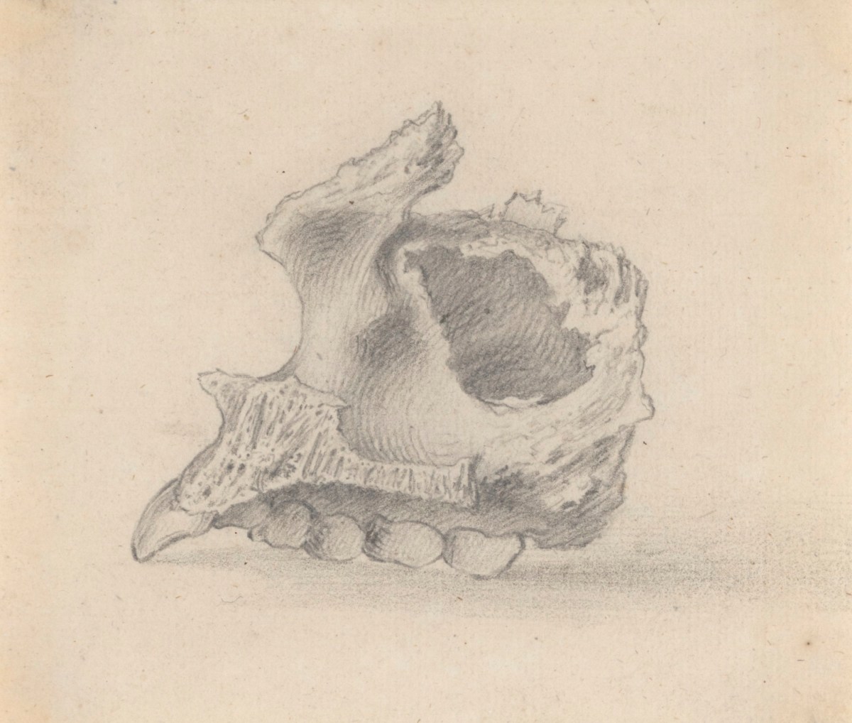 Gerard van der Gucht, Drawing of half the upper jaw, relating to the illustrations for Cheselden's Osteographia