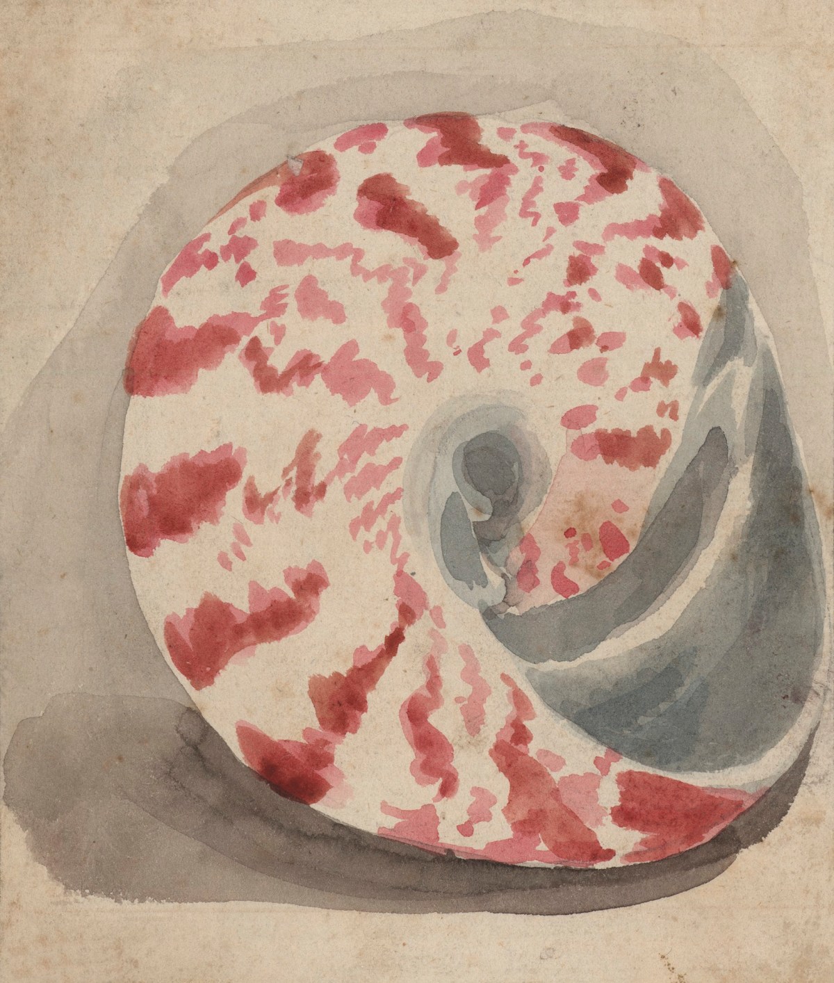 Philip Reinagle RA, A bright pink and white shell