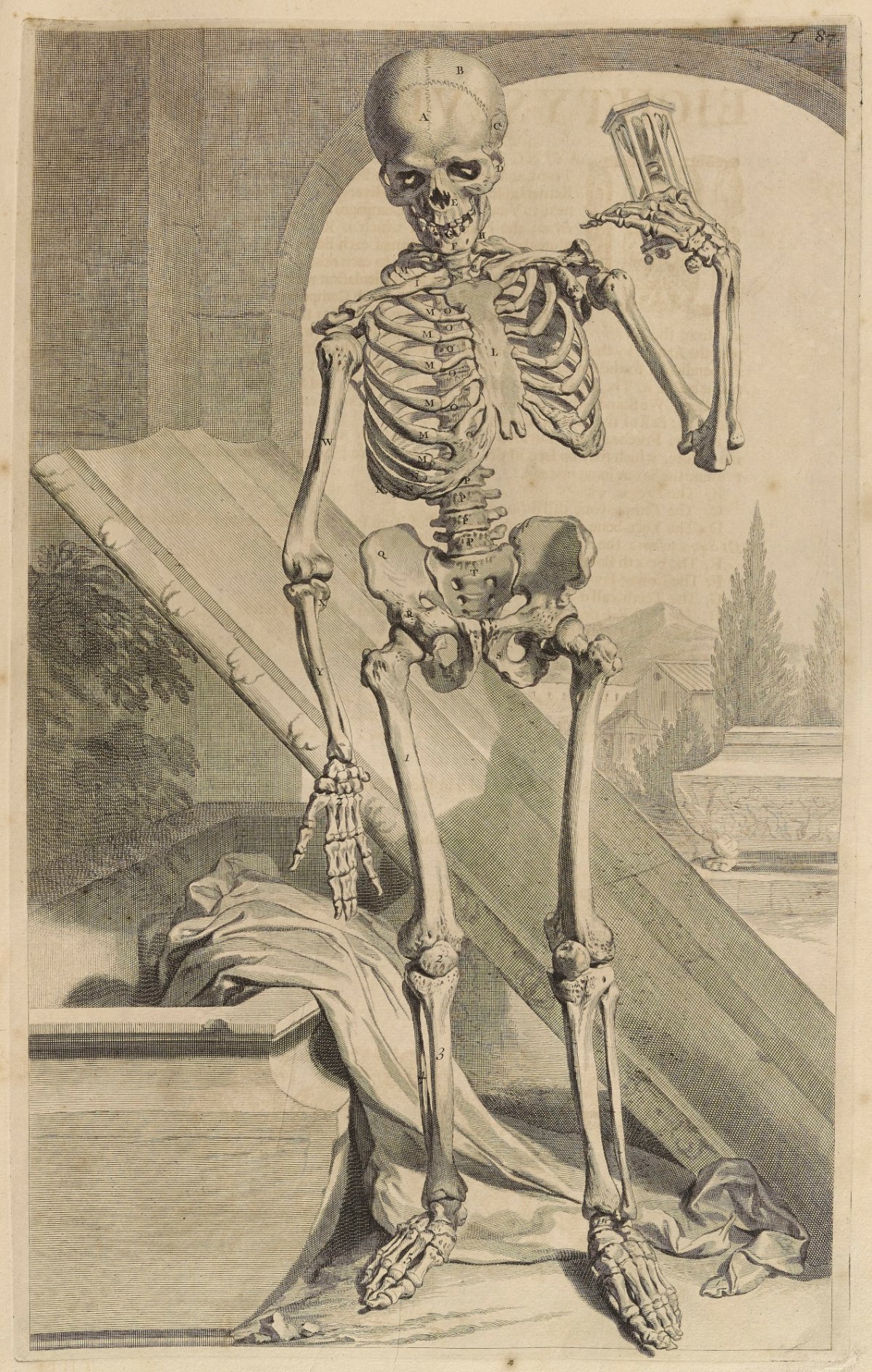 Samuel Smith and Benjamin Walford, Plate 87: Skeleton (front)