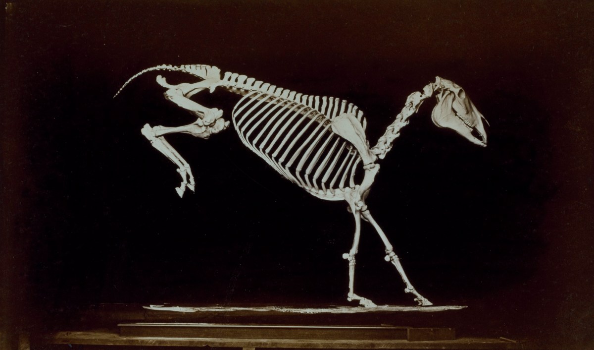 Eadweard Muybridge, Skeleton of horse, contact with ground after leaping.