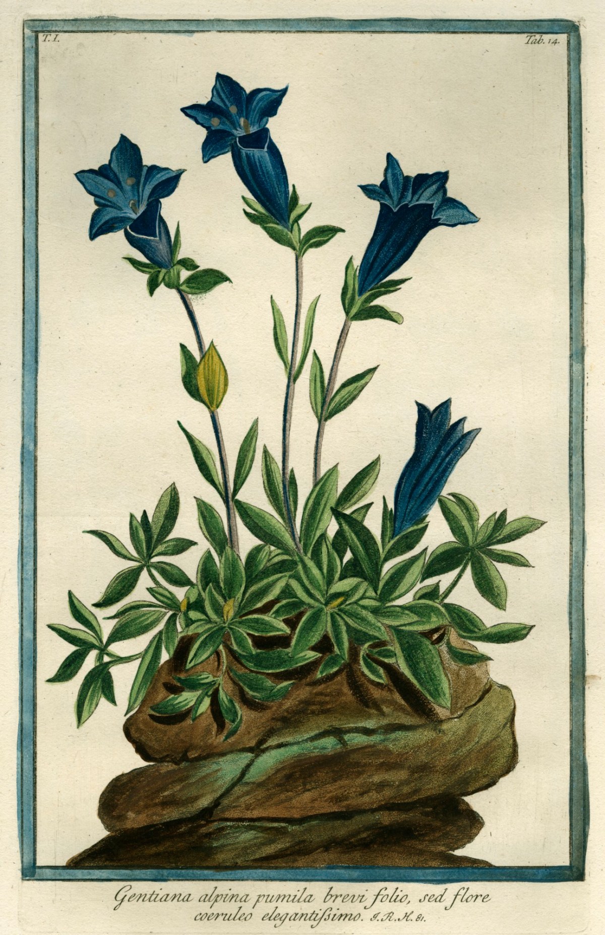 Cesare Ubertini, Southern Gentian