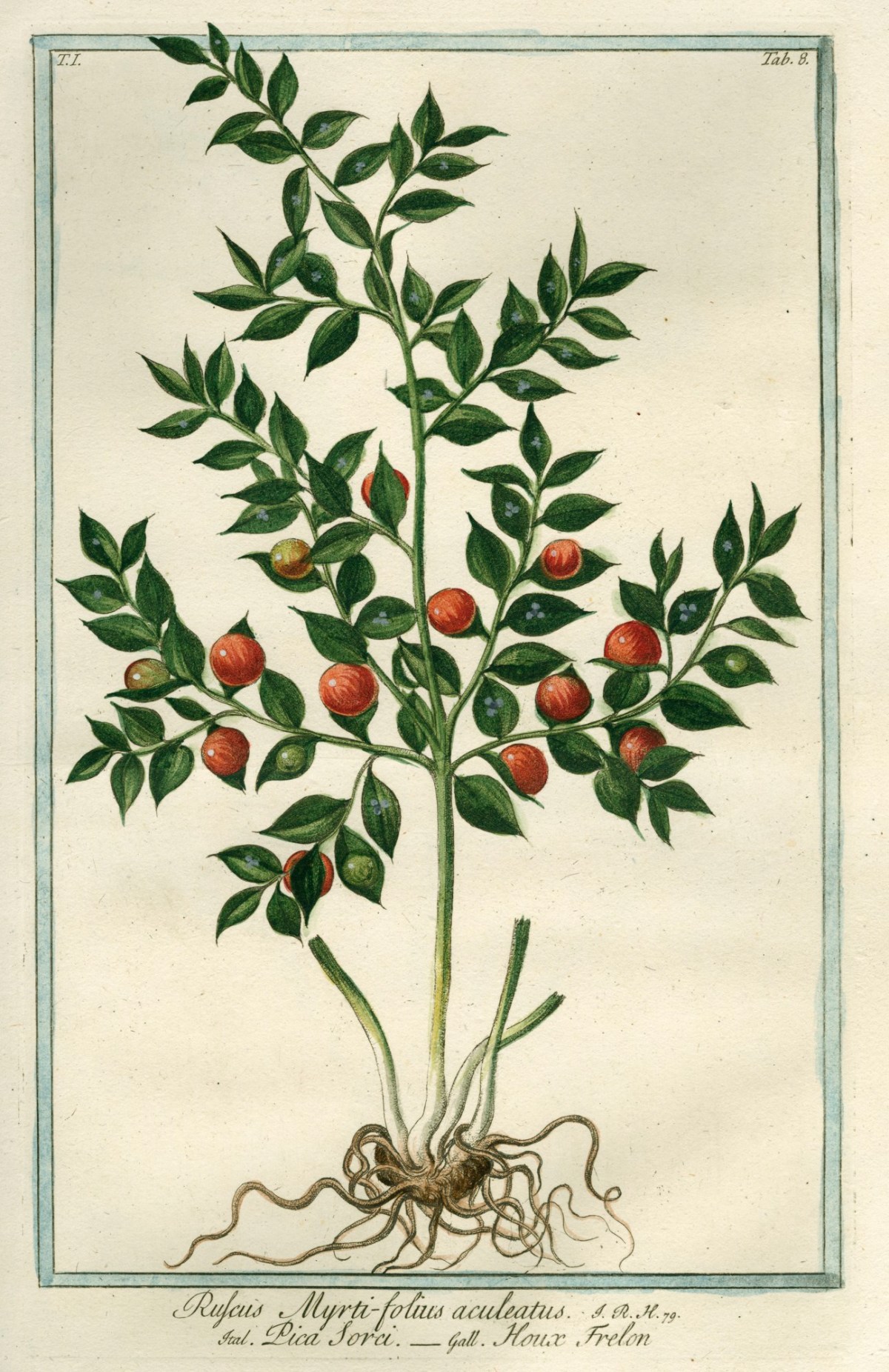 Cesare Ubertini, Common Knee Holly
